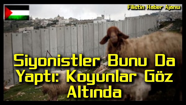 Siyonistler Bunu Da Yapti: Koyunlar Goz Altinda