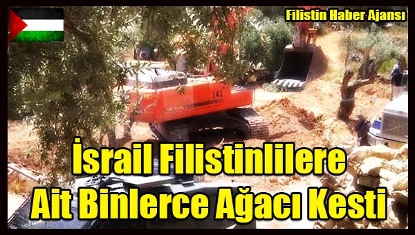 Israil Filistinlilere Ait Binlerce Agaci Kesti