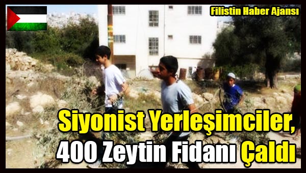 Siyonist Yerlesimciler 400 Zeytin Fidani Caldi