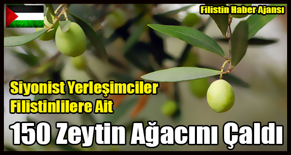 Siyonist Yerlesimciler Filistinlilerin 150 Zeytin Agacini Caldi