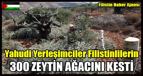Yahudi Yerlesimciler 300 ZEYTIN AGACINI KESTI